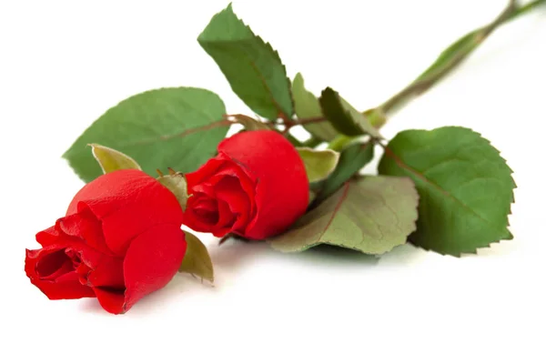 Beautiful Red Roses Bunch Isolated White Background Closeup — Stock Photo, Image
