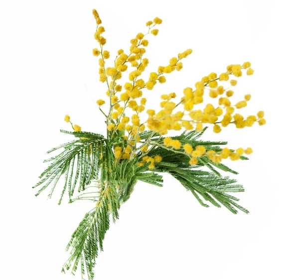 Mimose Pflanze Mit Runden Flauschigen Gelben Blüten Isoliert Auf Weiß — Stockfoto