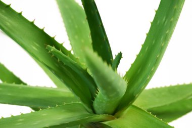 Aloe Vera bitki yaprakları beyaz arka planda izole, cilt tedavisi için bitkisel ilaçlar. Doğadaki bitki, yakın plan.