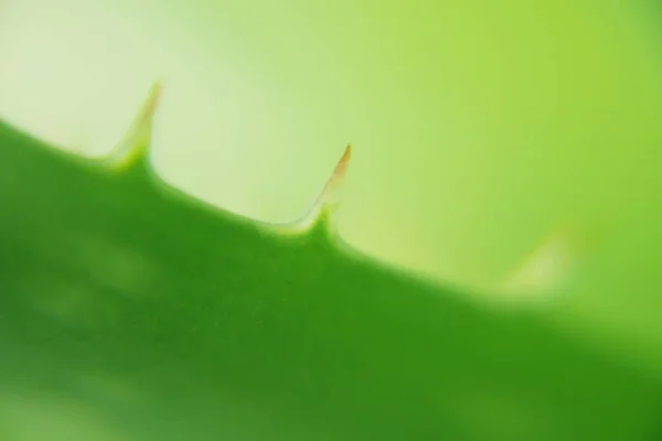 Roślina Aloe Vera Pozostawia Makro Tło Lek Ziołowy Dla Koncepcji — Zdjęcie stockowe