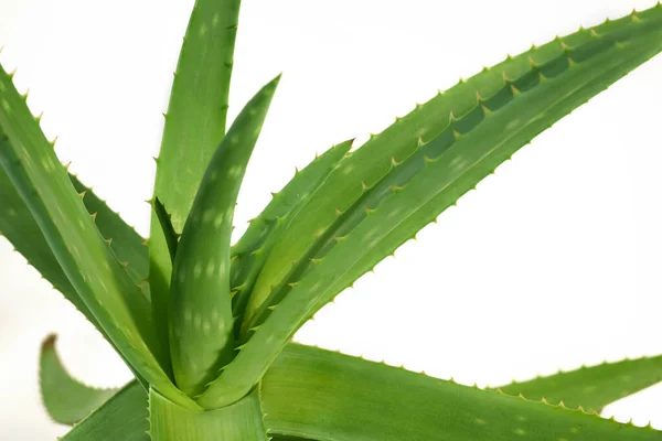 Листки Рослин Aloe Vera Ізольовані Білому Тлі Рослинна Медицина Лікування — стокове фото