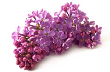 Beyaz arkaplanda yalıtılmış güzel leylak çiçekleri dalı, yakın plan