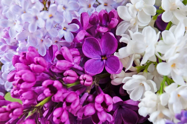 美丽的紫丁香花束背景 — 图库照片