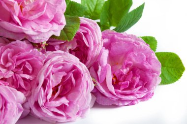 Güzel pembe güller beyaz arkaplanda izole edilmiş, yakın plan