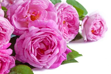 Güzel pembe güller beyaz arkaplanda izole edilmiş, yakın plan