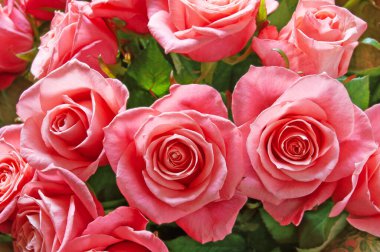 Bir sürü güzel pembe gül demeti arka plan, yakın plan