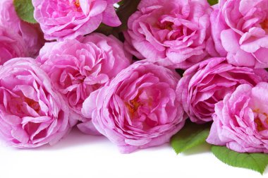 Güzel pembe güller beyaz arkaplanda izole edilmiş, yakın plan