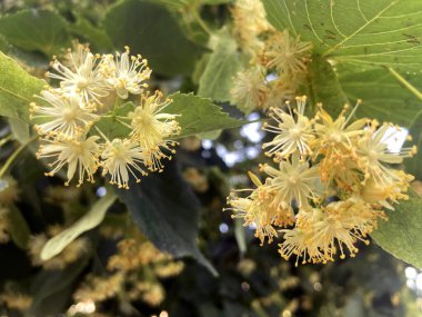 İlkbaharda ıhlamur ağacı açar ve şehirde daha da büyür.