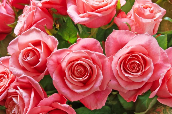 Bir sürü güzel pembe gül demeti arka plan, yakın plan