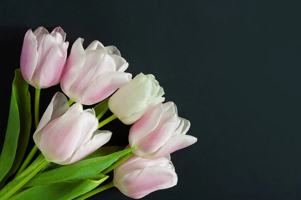 Красивый Розовый Белый Букет Тюльпанов Черном Фоне Крупным Планом — стоковое фото