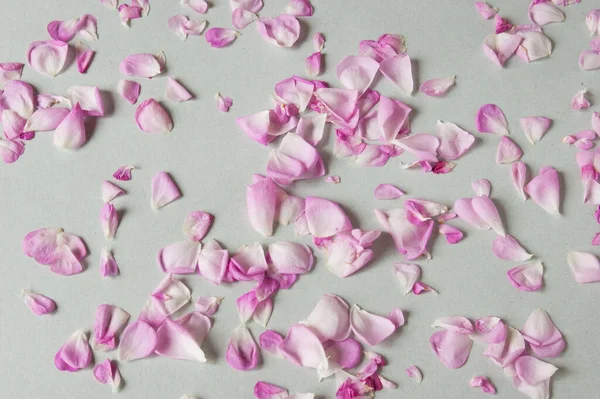 Many Beautiful Pink Rose Petals Background Set Closeup — Stock Photo, Image