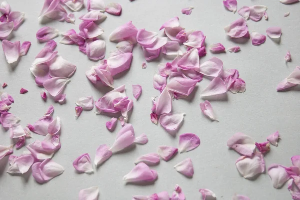 çok güzel pembe gül yaprakları arka plan, set, yakın plan