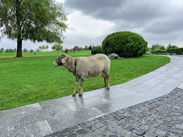 Schafe Spazieren Auf Der Schönen Grünen Wiese Freien — Stockfoto