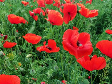 Tarladaki haşhaş çiçeklerinin güzel manzarası