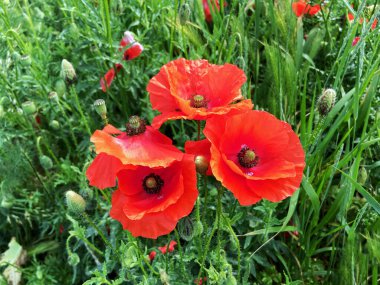 Gelincik çiçekleri tomurcuklanıyor, yaz gelincikleri, yakın plan