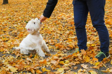 Sonbahar parkında sahibi olan White West Highland Terrier köpeği, sonbahar sarı yapraklı köpek, açık havada.