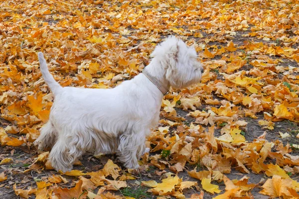 White west highland terrier dog  with owner in autumn park, dog with autumn yellow leaves, outdoors