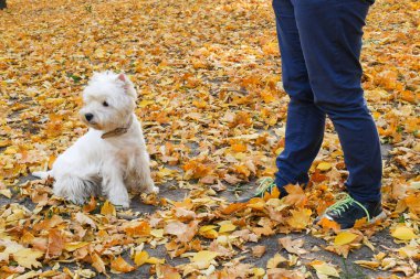 Sonbahar parkında sahibi olan White West Highland Terrier köpeği. Sonbahar sarı yapraklı köpek. Yakın plan.