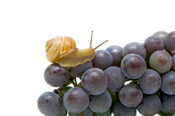 Slak op een jonge tros druiven — Stockfoto