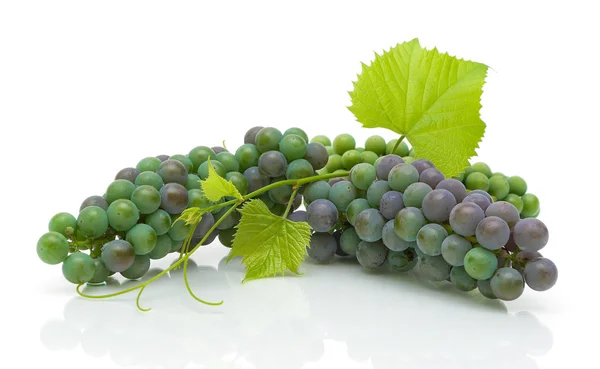 Jeunes grappes de raisins avec des feuilles sur fond blanc — Photo