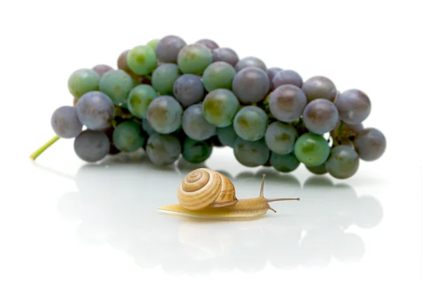 Caracol y un racimo de uvas sobre un fondo blanco — Foto de Stock