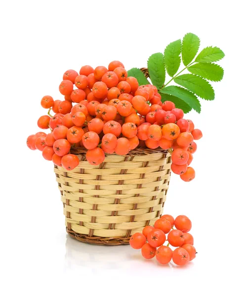 Горобина ягоди в кошику на білому фоні — стокове фото