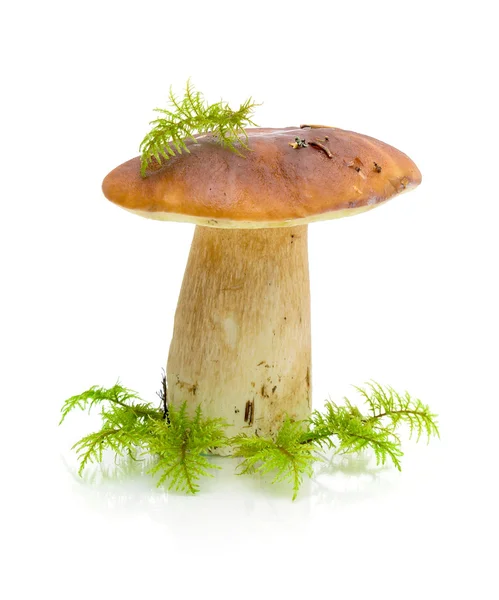 Grand champignon (Boletus dulis) sur fond blanc — Photo