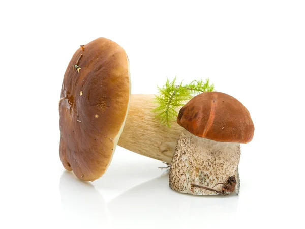 Setas (Boletus edulis y Letstsinum) sobre fondo blanco —  Fotos de Stock