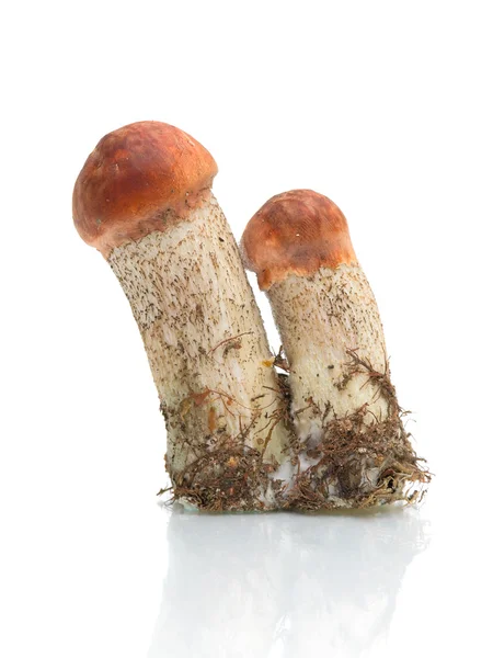 两个蘑菇上白色背景特写 — 图库照片