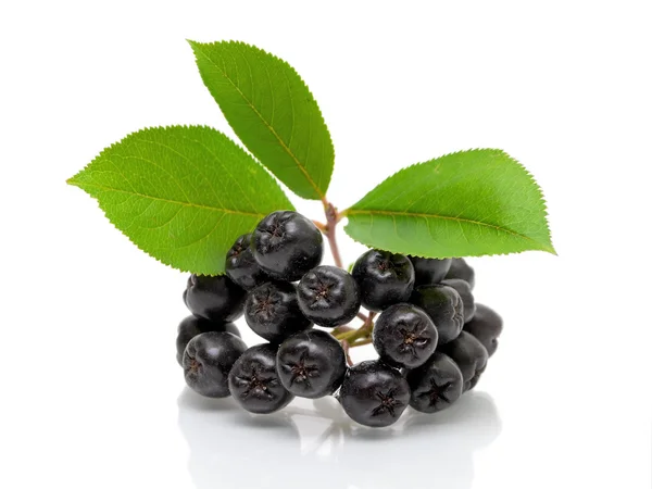 Chokeberry nero maturo su uno sfondo bianco — Foto Stock