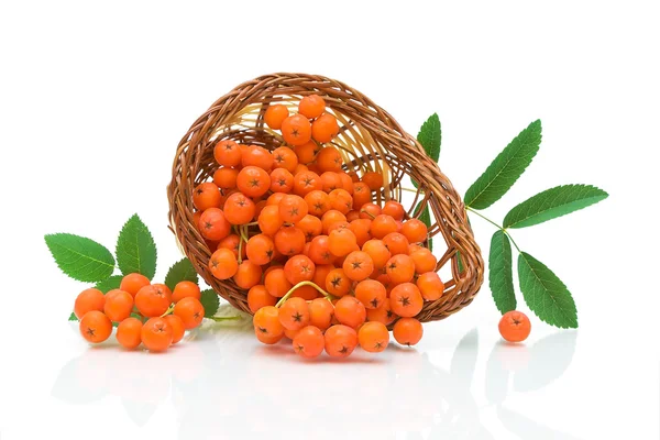 Red rowan in a wicker basket on a white background — Stock Photo, Image