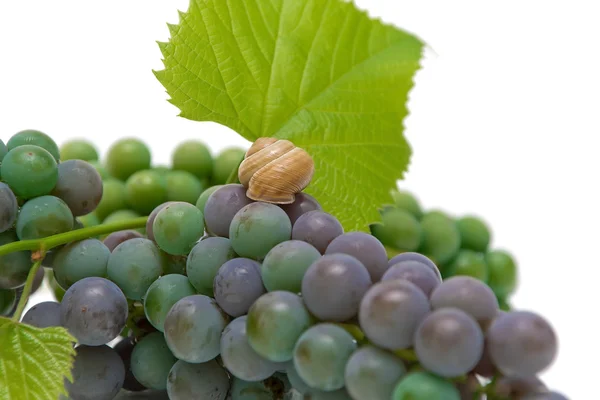 Primeros planos de uvas y caracoles — Foto de Stock