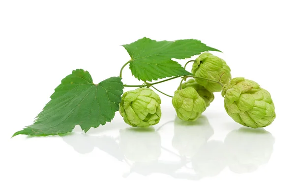 Branche de houblon sur fond blanc — Photo