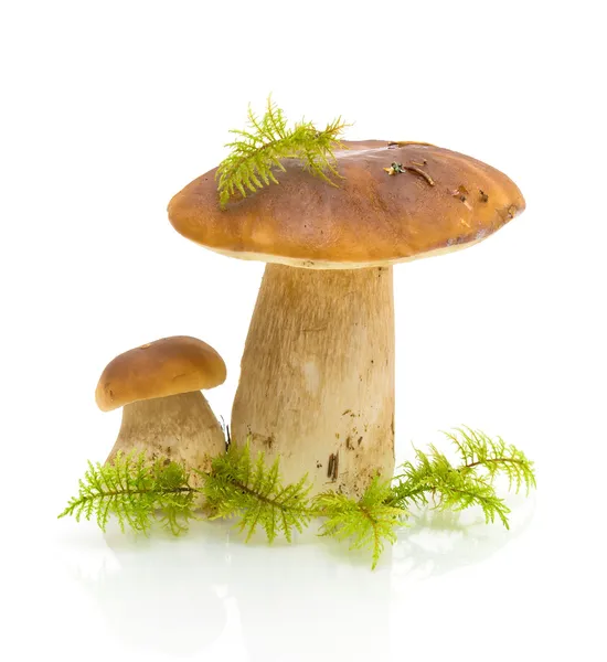 Champignons et mousse sur fond blanc — Photo