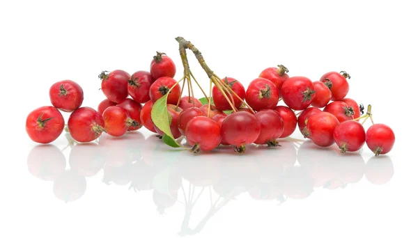 Un ramo de manzanas rojas sobre un fondo blanco — Foto de Stock