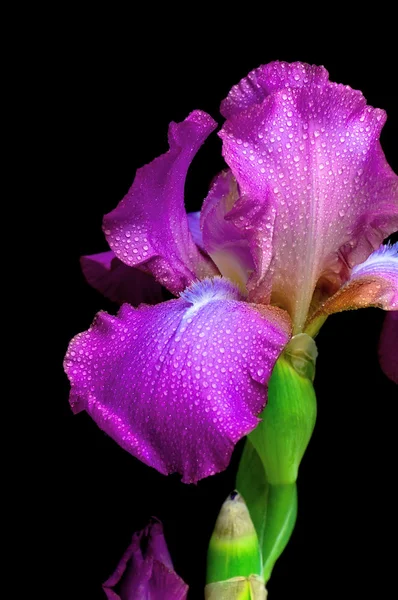 Íris em gotas de orvalho em um fundo preto close-up — Fotografia de Stock