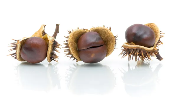 Three chestnuts in peel on a white background — Stock Photo, Image