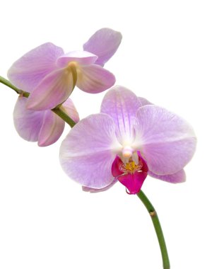 dal orkide yakın çekim