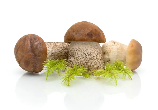 Champignons frais et mousse sur fond blanc — Photo