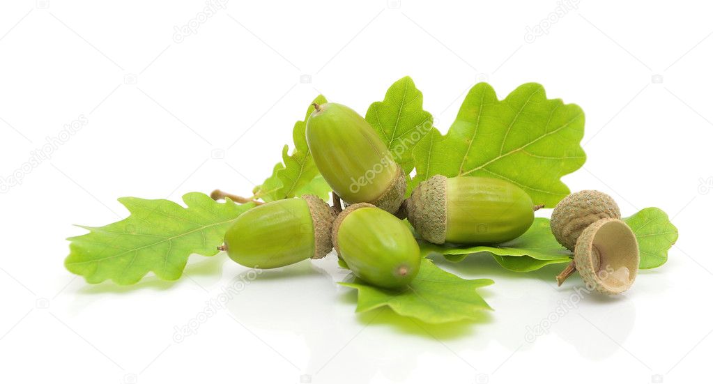 Green acorns and oak leaves on a white background