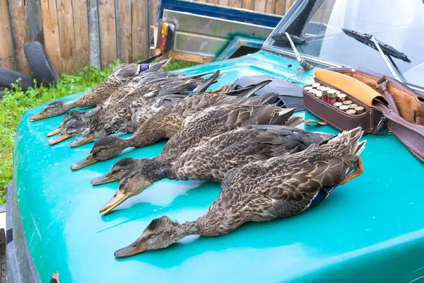 Caça de patos selvagens obtida — Fotografia de Stock