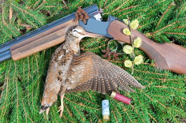 Woodcock hunting özniteliklere sahip