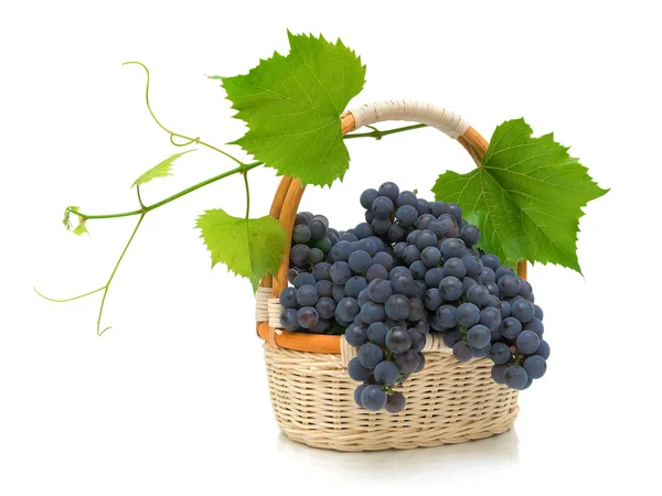 Ripe grapes with leaves in a basket on a white background — Stock Photo, Image