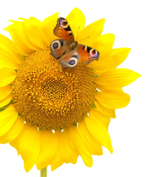 Papillon assis sur un tournesol sur un fond blanc — Photo