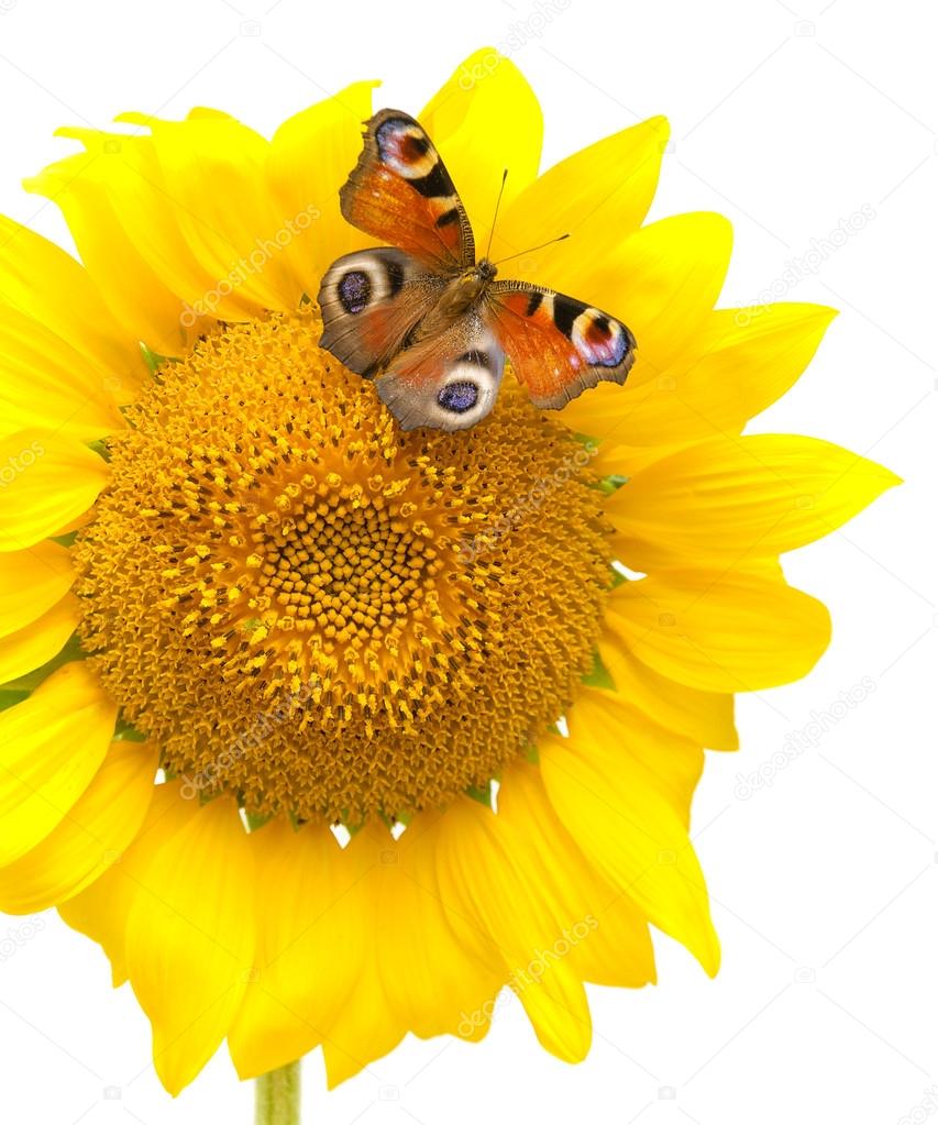 Butterfly sitting on a sunflower on a white background