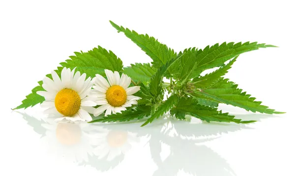 Flores de manzanilla y hojas de ortiga sobre un fondo blanco — Foto de Stock