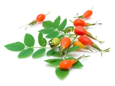 kuşburnu meyve ve yaprakları beyaz zemin üzerine