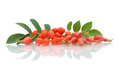 ve rose hips beyaz zemin üzerine kırmızı rowan