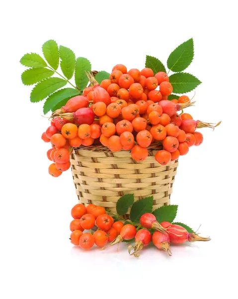 Red rowan and wild rose in a basket on a white background — Stock Photo, Image
