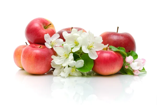 Fleurs de pomme et pommes rouges sur fond blanc — Photo